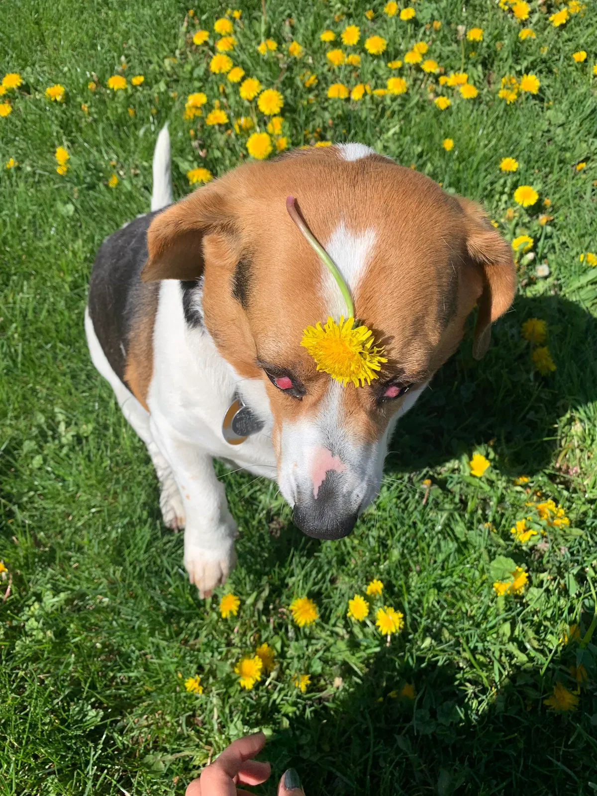 Lost dog in Midvale, UT, 84047
