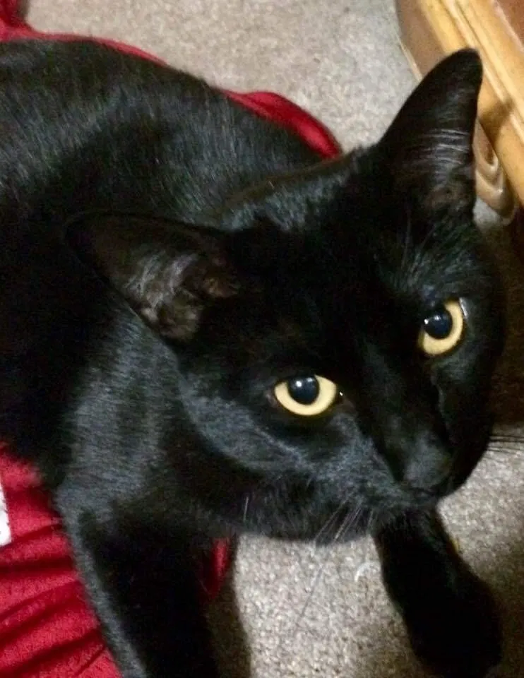 Lost cat in Chula Vista, CA, 91911