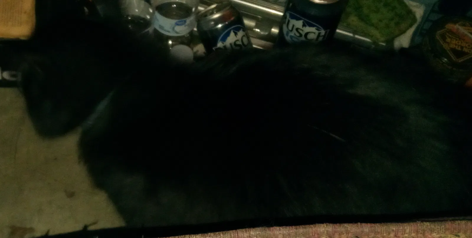 Lost cat in Fayetteville, NC, 28311