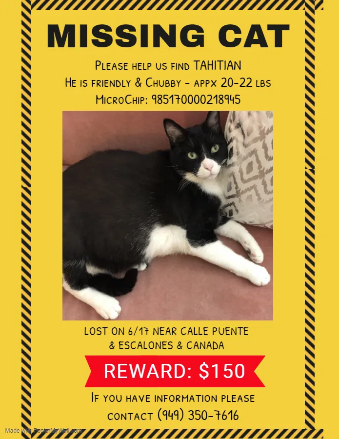 Lost cat in San Clemente, CA, 92672