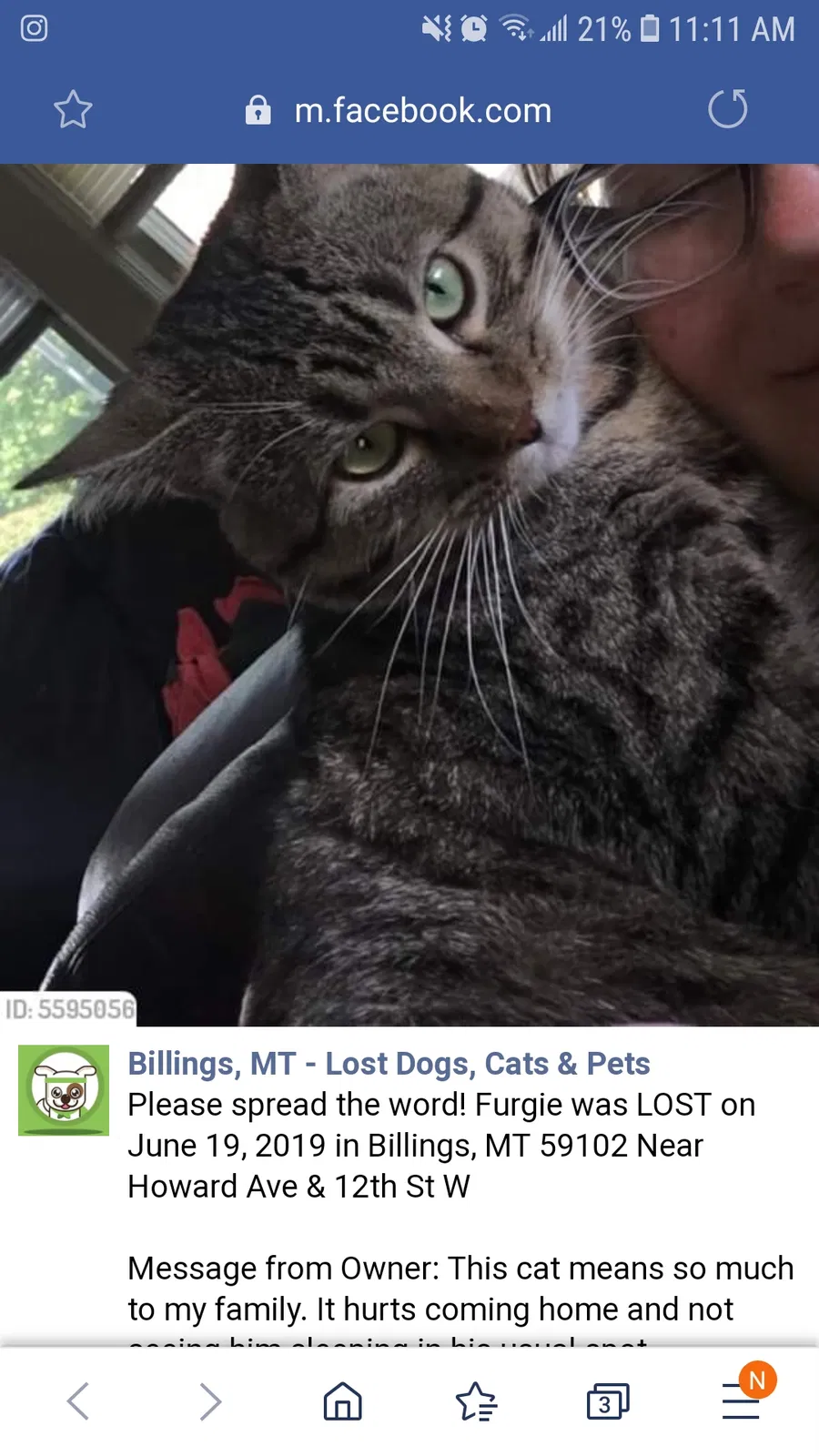 Lost cat in Billings, MT, 59102