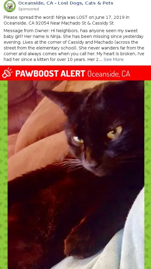 Lost cat in Oceanside, CA, 92054