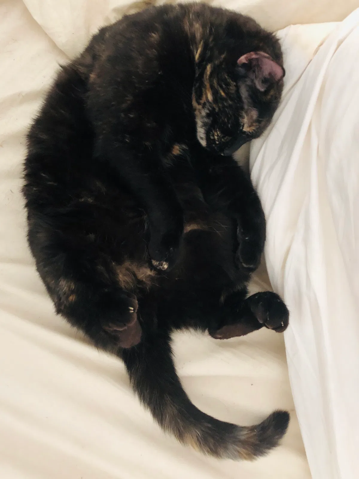 Lost cat in Fort Worth, TX, 76111