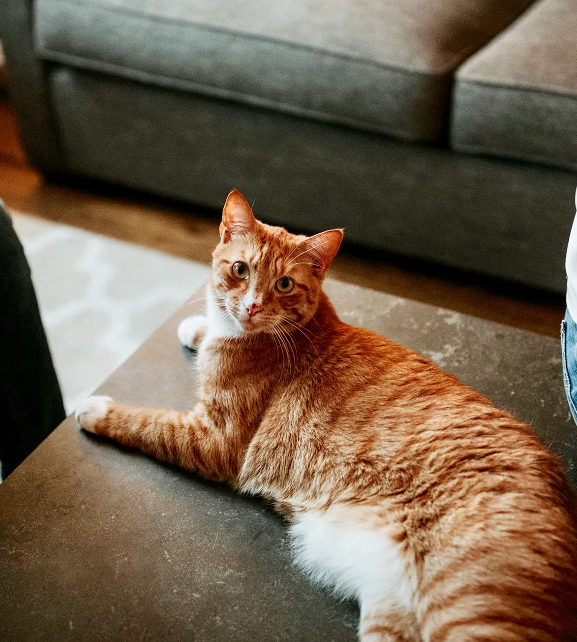 Lost cat in Brooklyn, NY, 11211