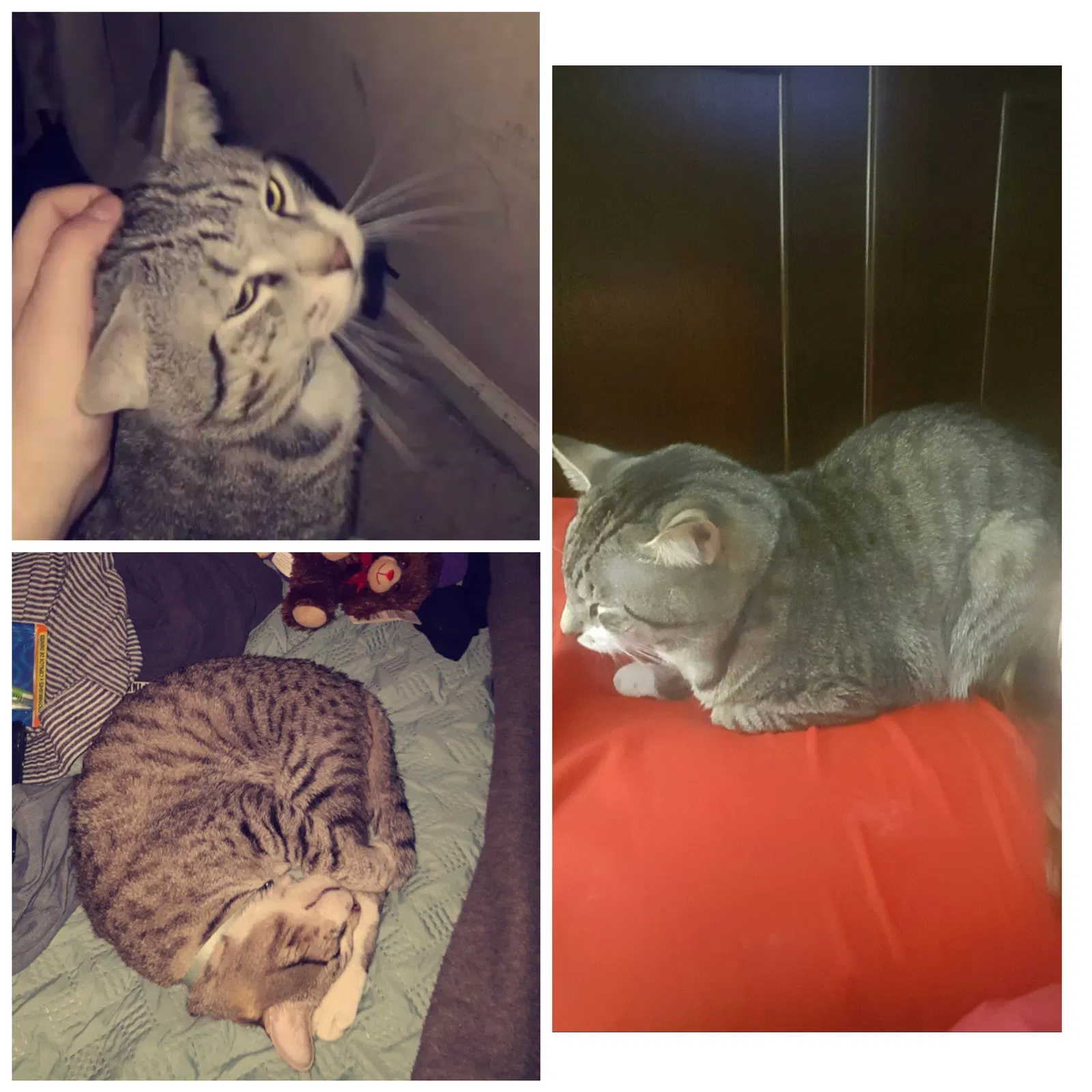 Lost cat in Conway, AR, 72034