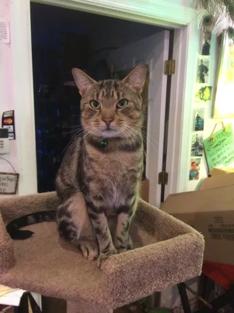 Lost cat in Davidsonville, MD, 21035