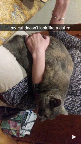 Lost cat in Stateline, NV, 89449
