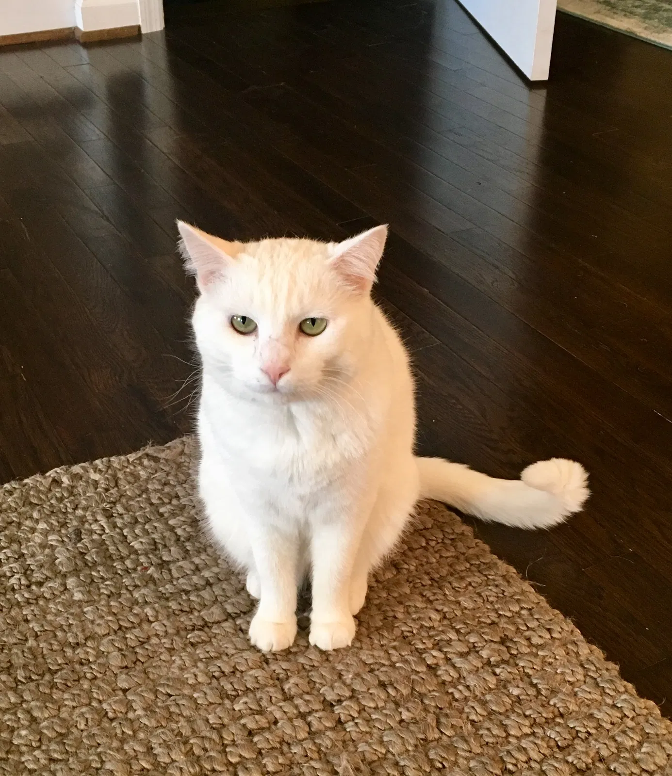 Lost cat in Birmingham, AL, 35243