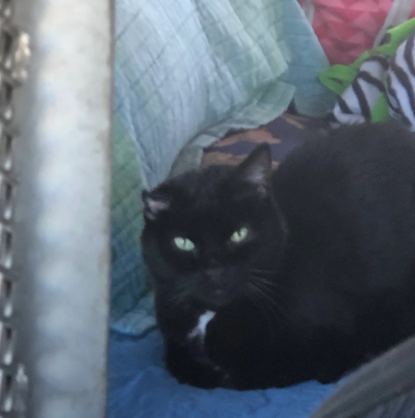 Lost cat in Tempe, AZ, 85281
