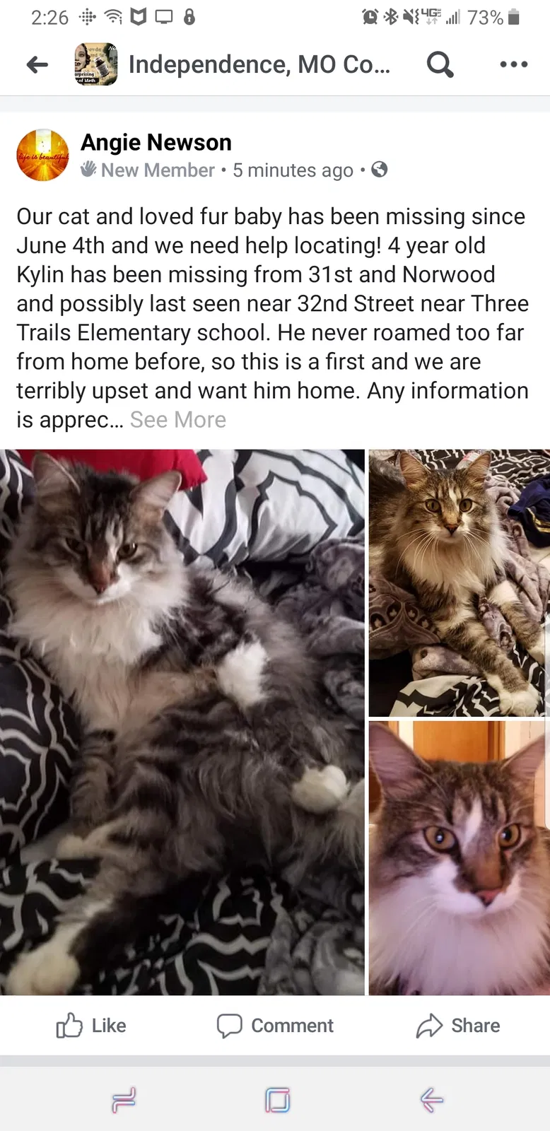 Lost cat in Independence, MO, 64052