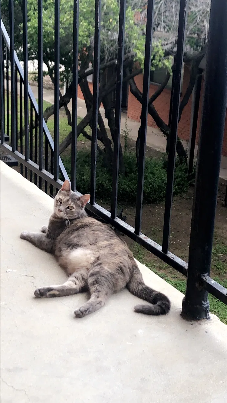 Lost cat in Denton, TX, 76201