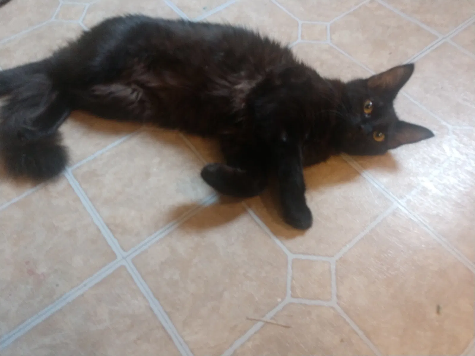 Lost cat in Pasadena, TX, 77506
