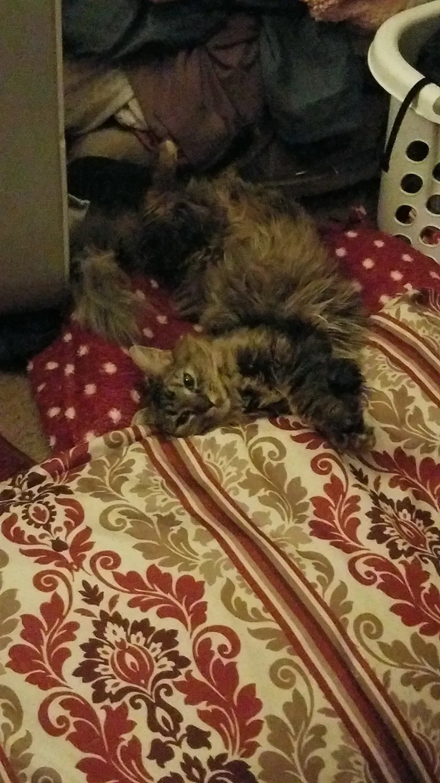 Lost cat in Battle Creek, MI, 49037