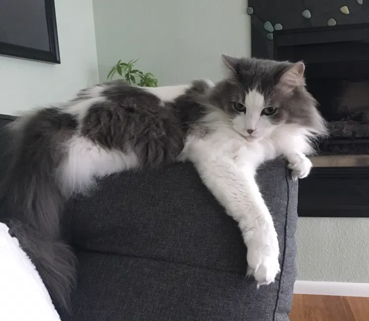 Lost cat in Scotts Valley, CA, 95066