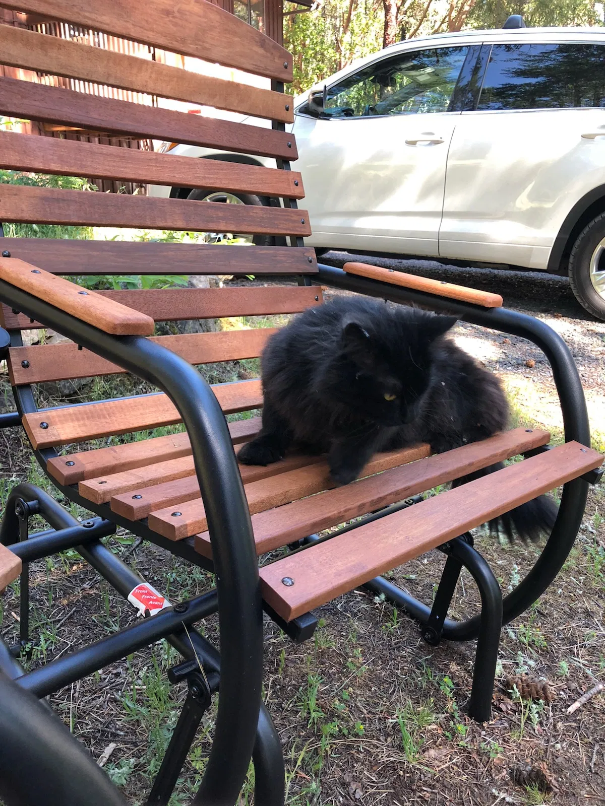 Lost cat in Jacksonville, OR, 97530