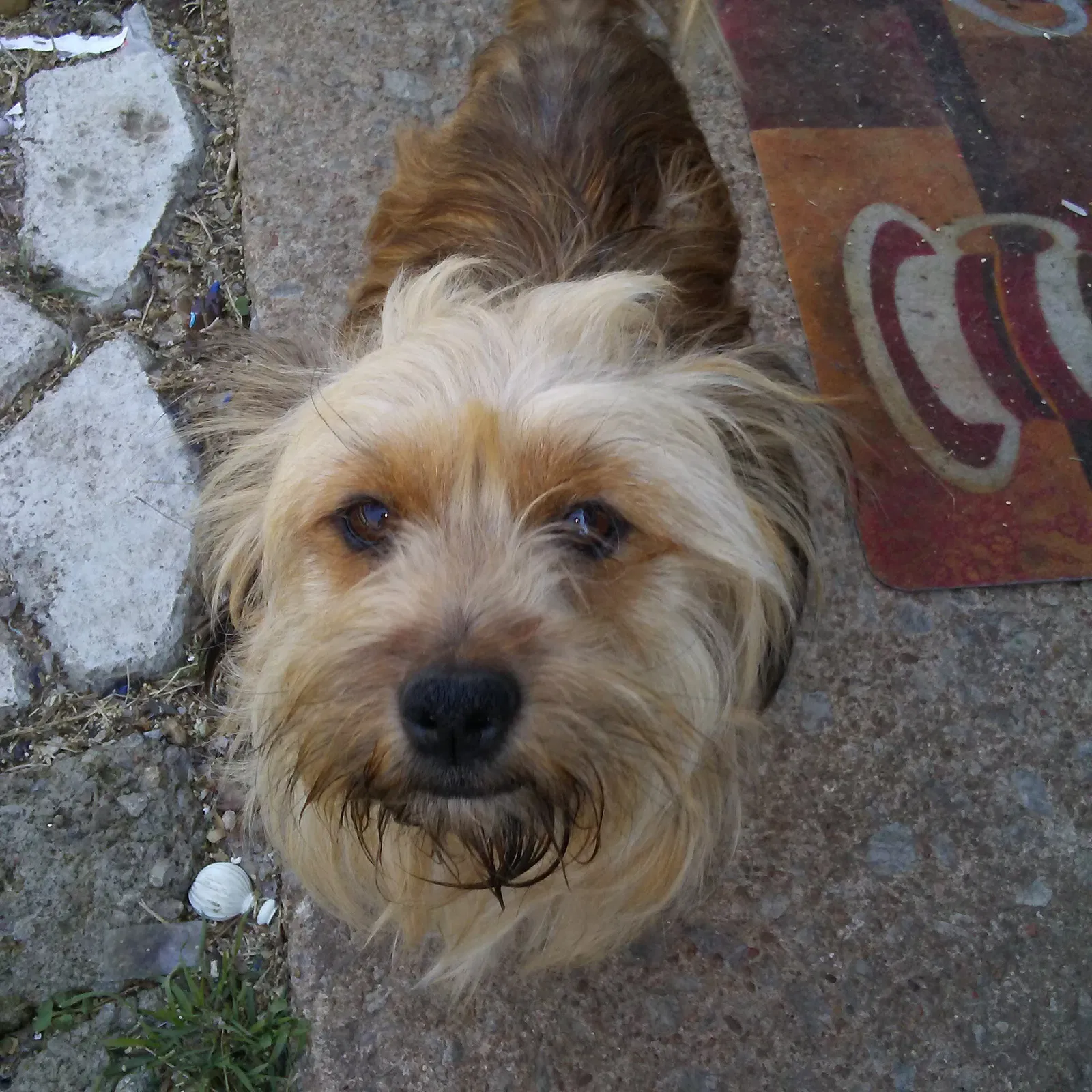 Lost dog in Tulsa, OK, 74108