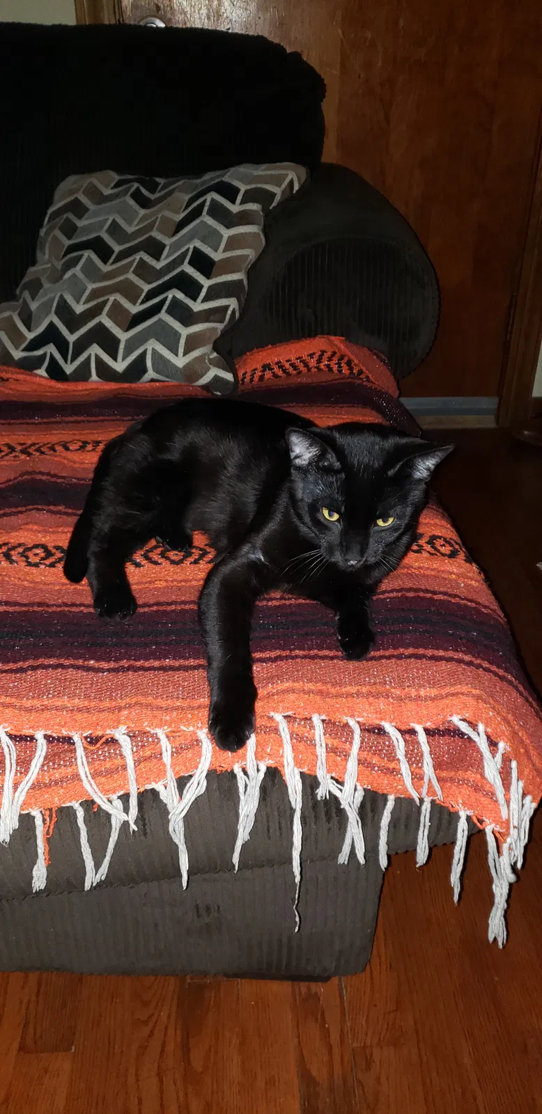 Lost cat in Fort Wayne, IN, 46806