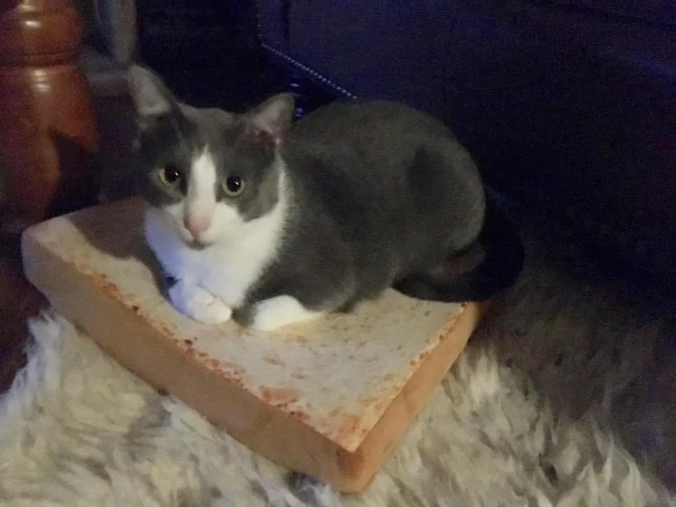 Lost cat in Kyle, TX, 78640