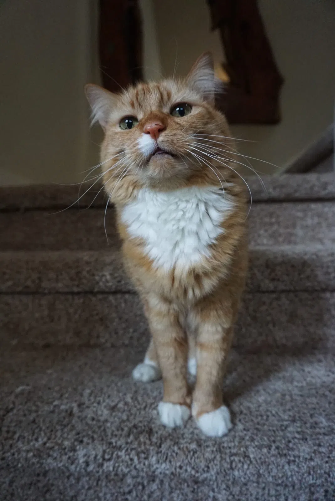 Lost cat in Redmond, WA, 98053