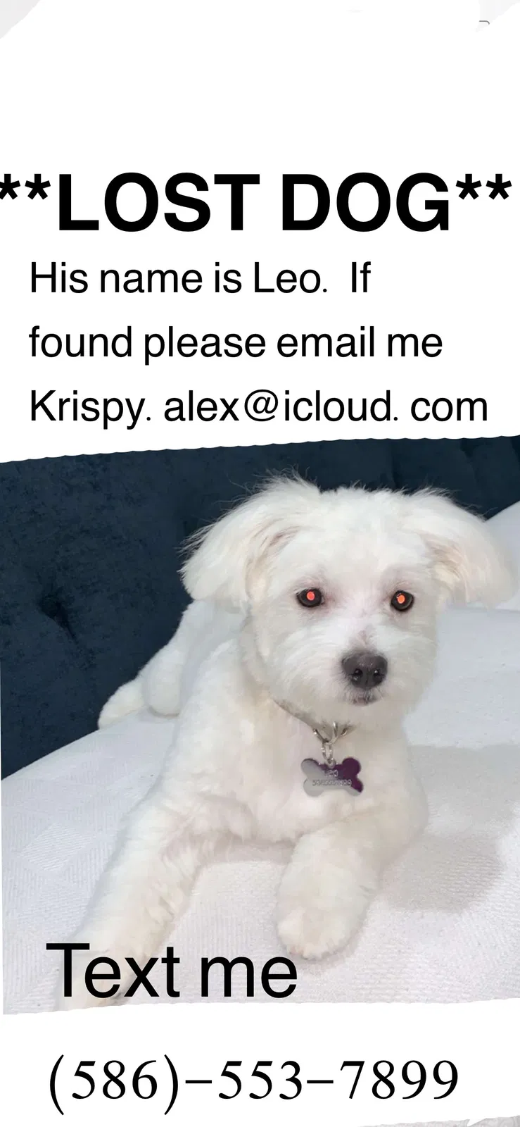 Lost dog in Warren, MI, 48092