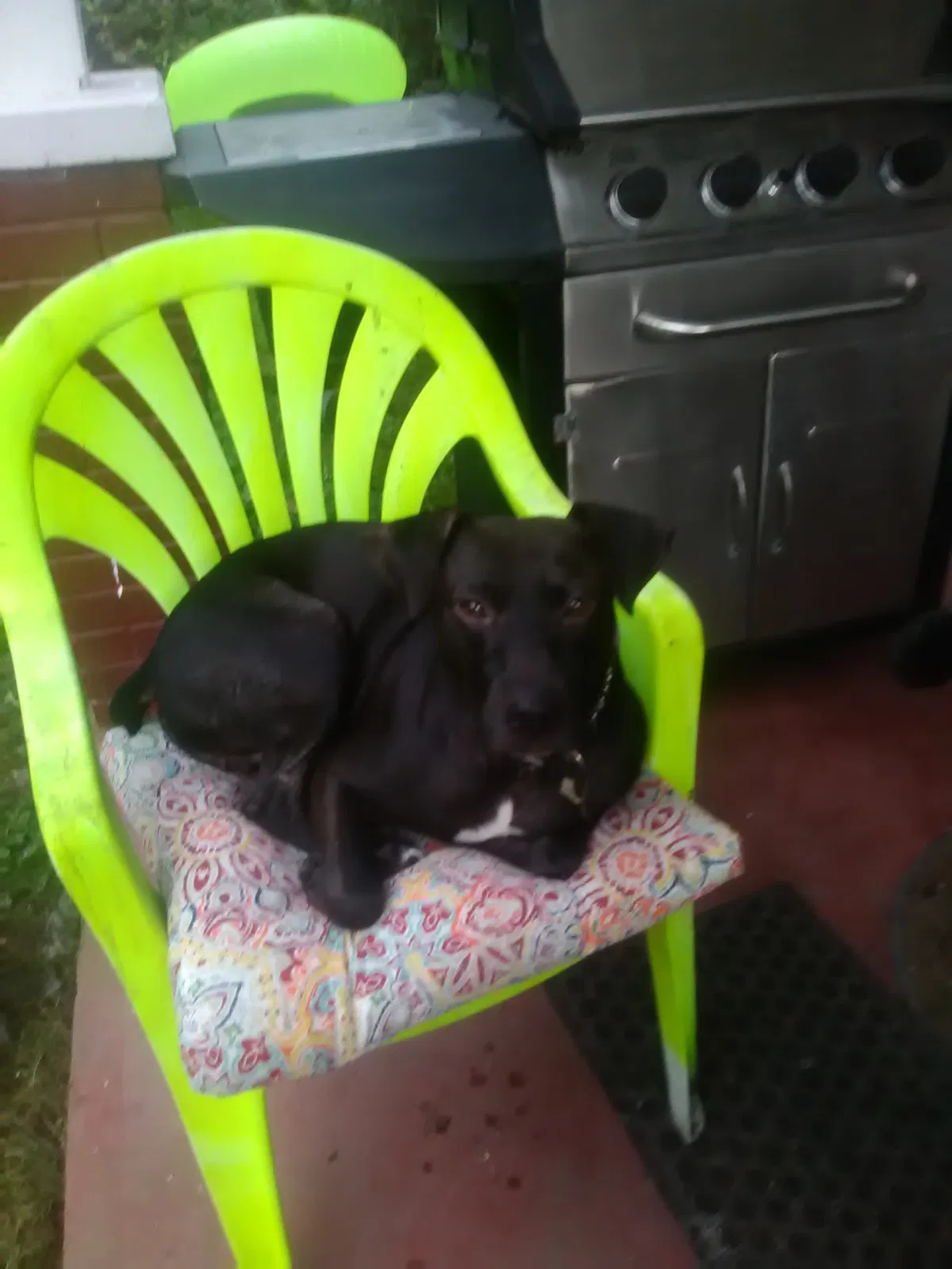 Lost dog in Beckley, WV, 25801