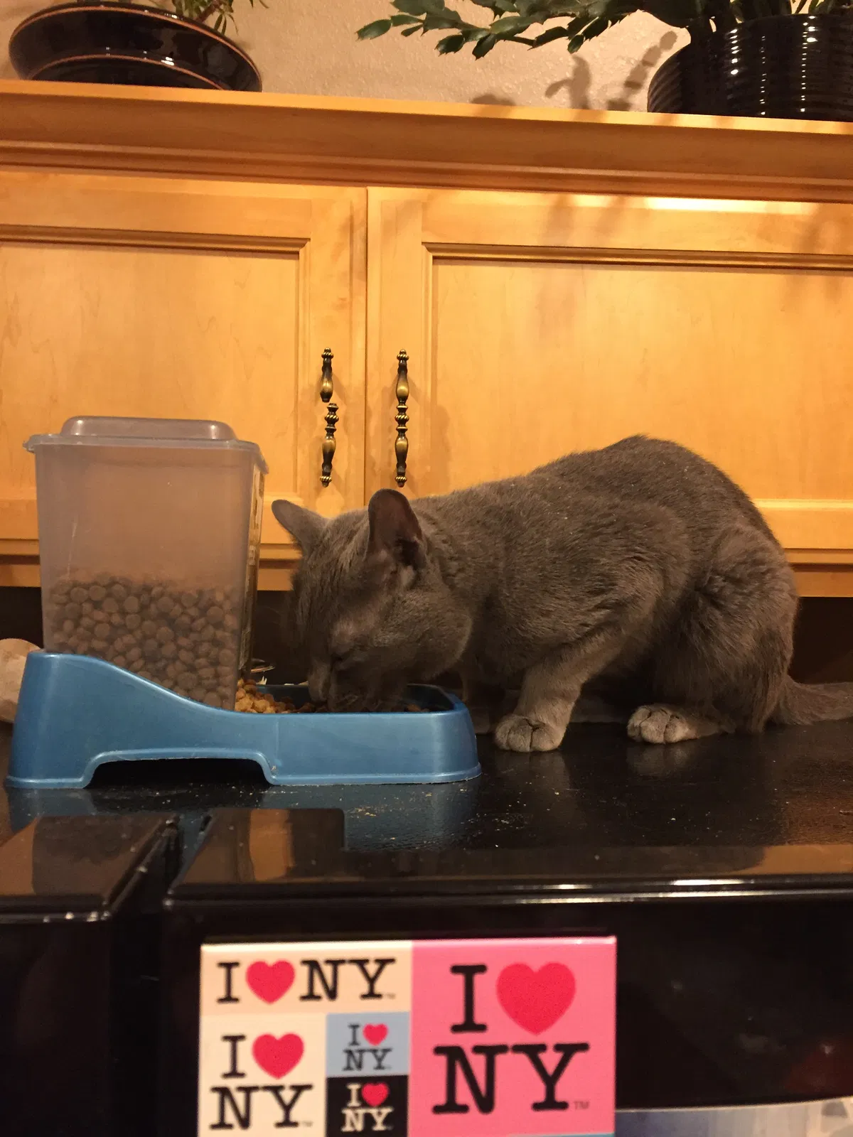 Lost cat in Lynnwood, WA, 98087
