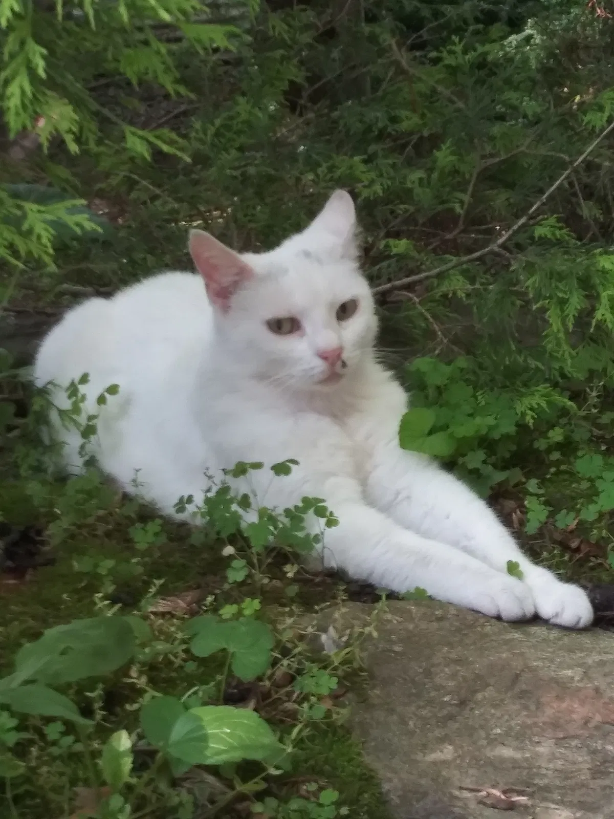 Found cat in West Chester, PA, 19380