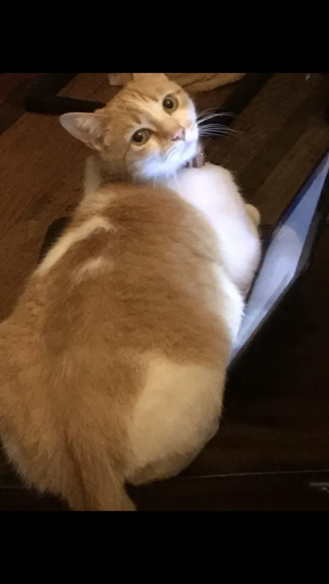 Lost cat in Inglewood, CA, 90301