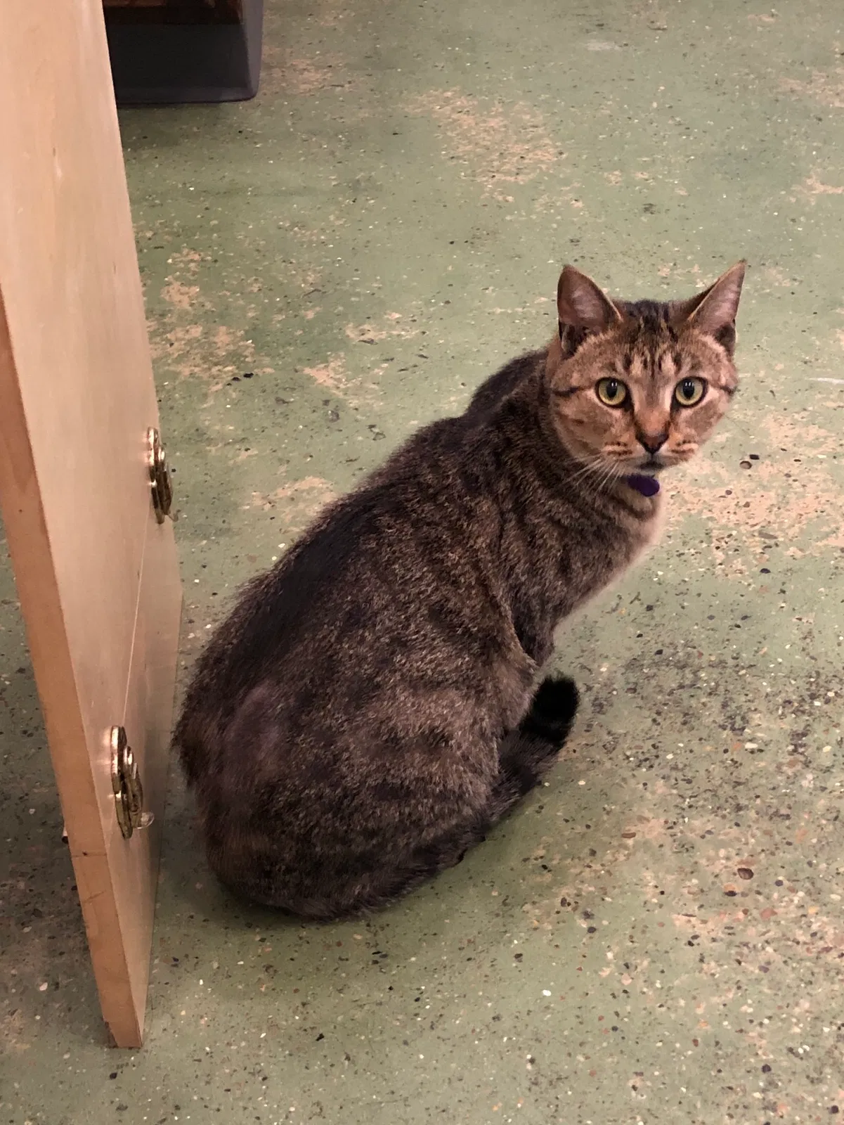 Lost cat in Knoxville, TN, 37918