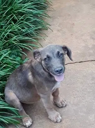 Lost dog in Eastanollee, GA, 30538