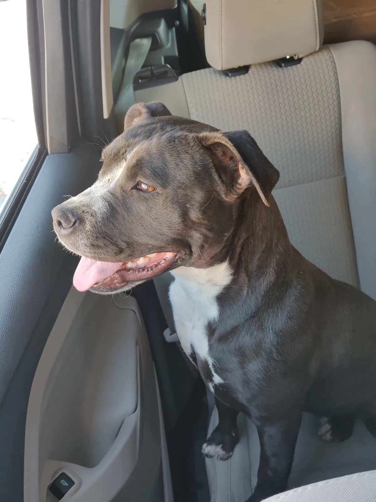 Found dog in Lancaster, CA, 93535
