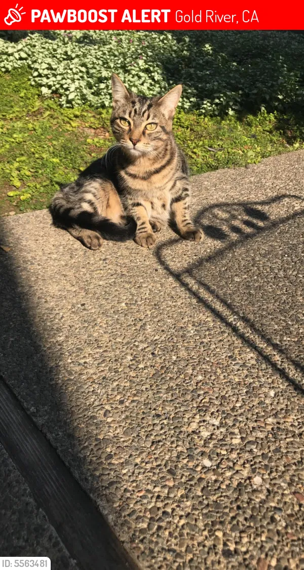 Lost cat in Rancho Cordova, CA, 95670
