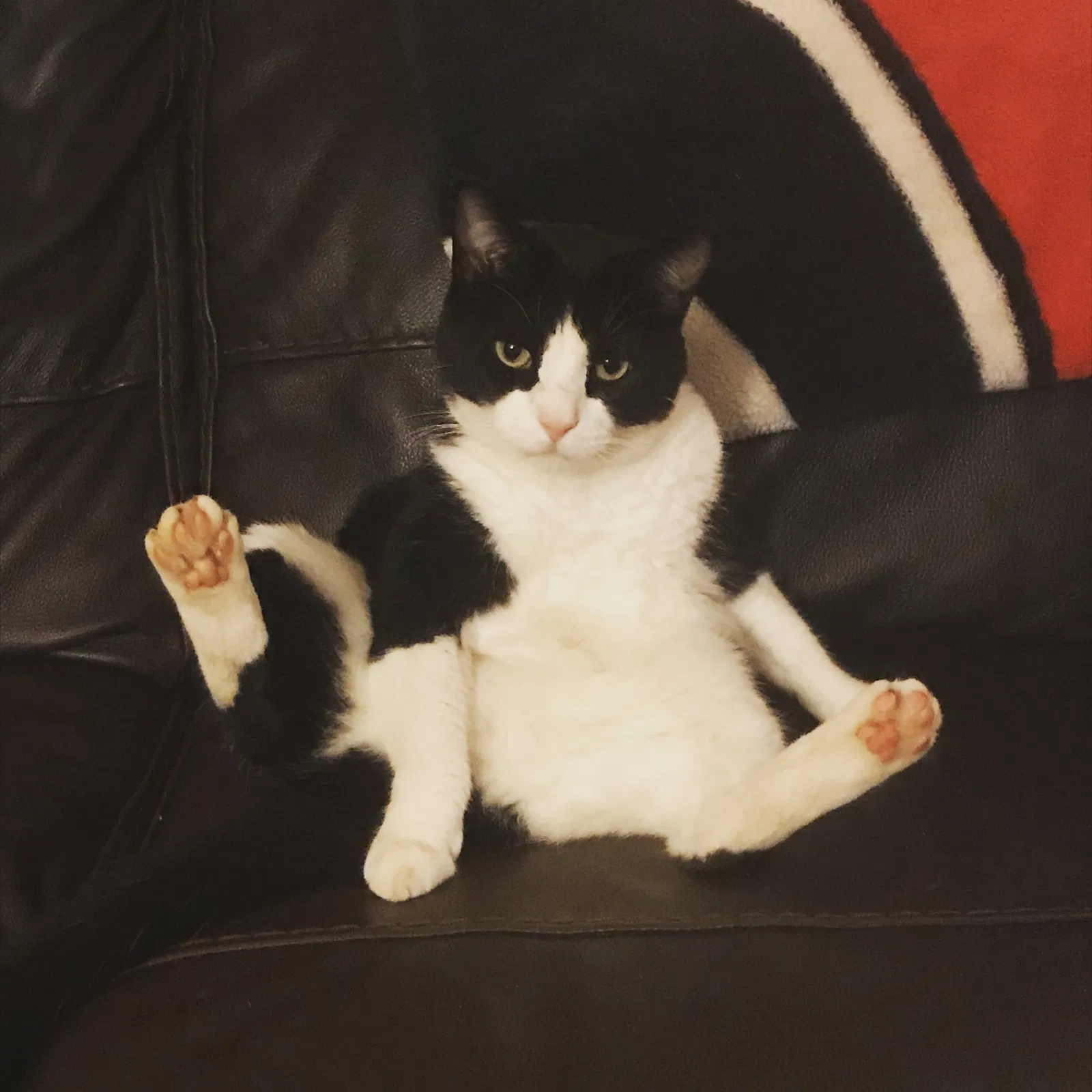 Lost cat in Lilburn, GA, 30047