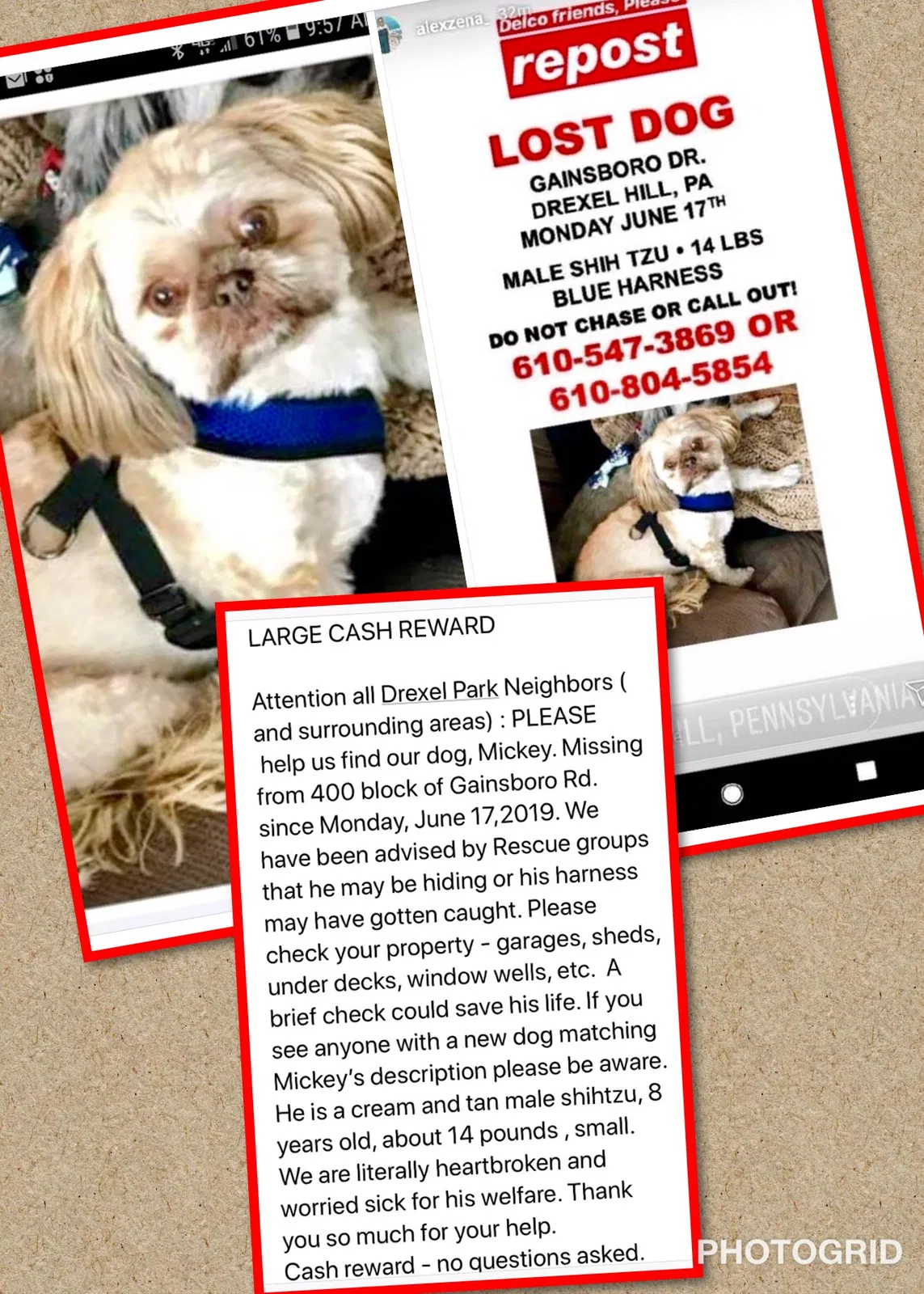 Lost dog in Drexel Hill, PA, 19026