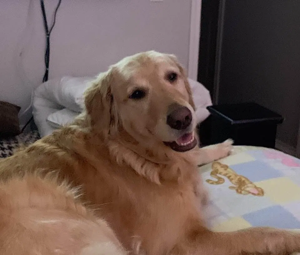 Lost dog in San Antonio, TX, 78255