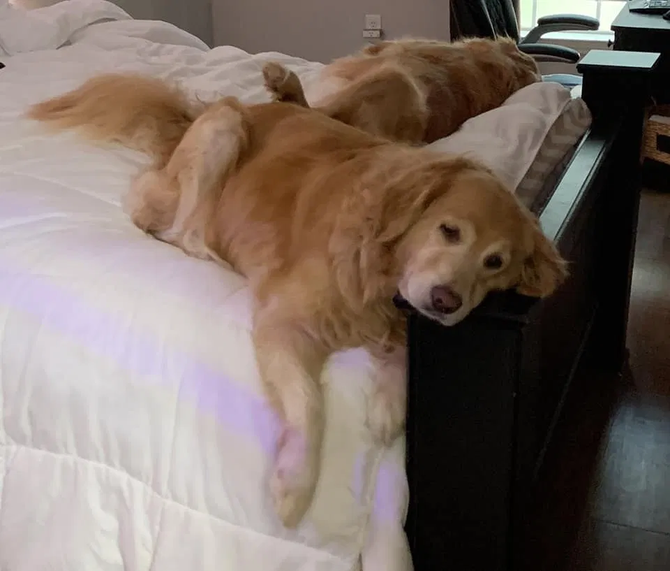 Lost dog in San Antonio, TX, 78255