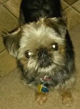 Lost dog in Harrisburg, PA, 17110