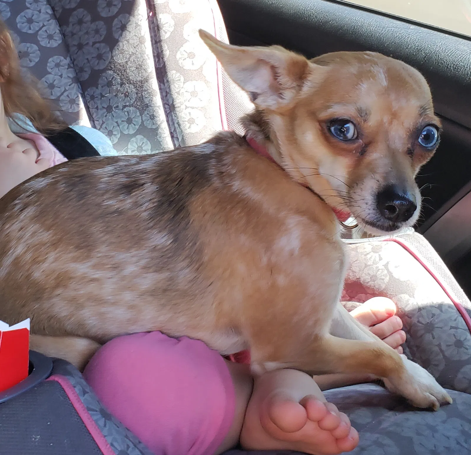 Lost dog in Leominster, MA, 1453