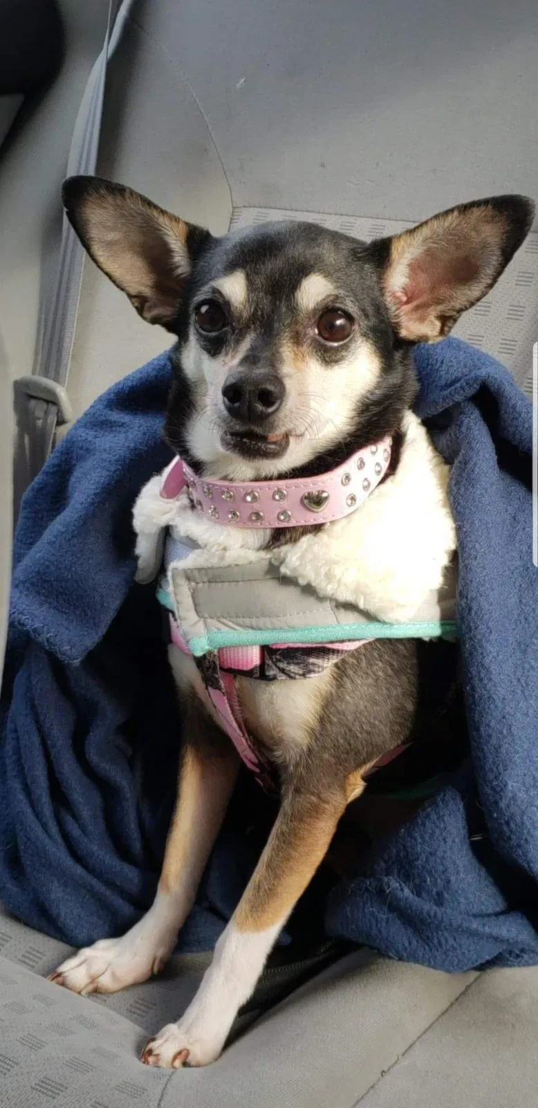 Lost dog in Hartford, CT, 6114
