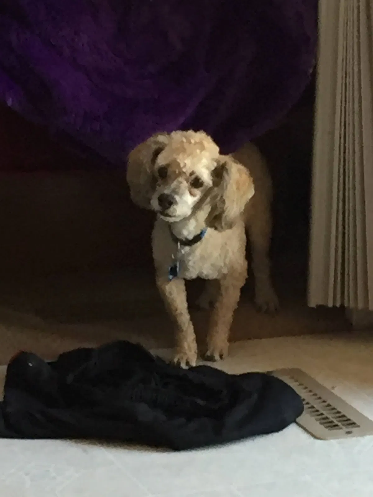 Lost dog in Amarillo, TX, 79107