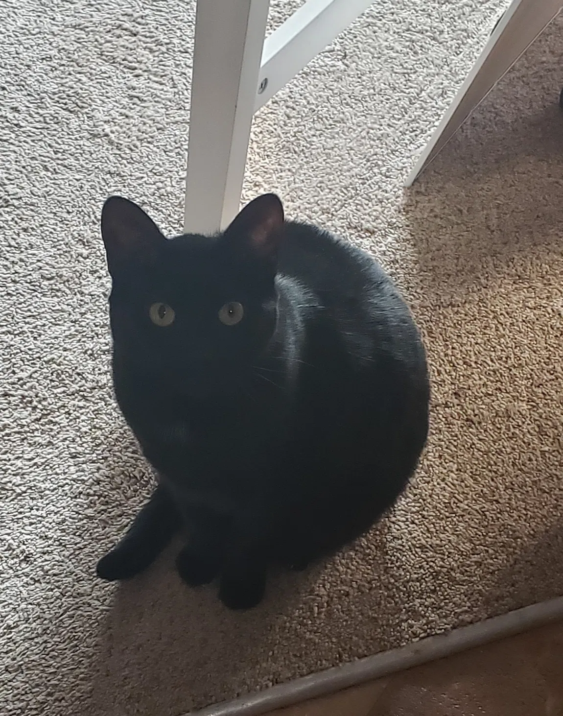 Lost cat in North Ridgeville, OH, 44039