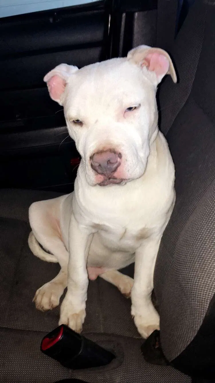 Lost dog in Monroe, NC, 28110