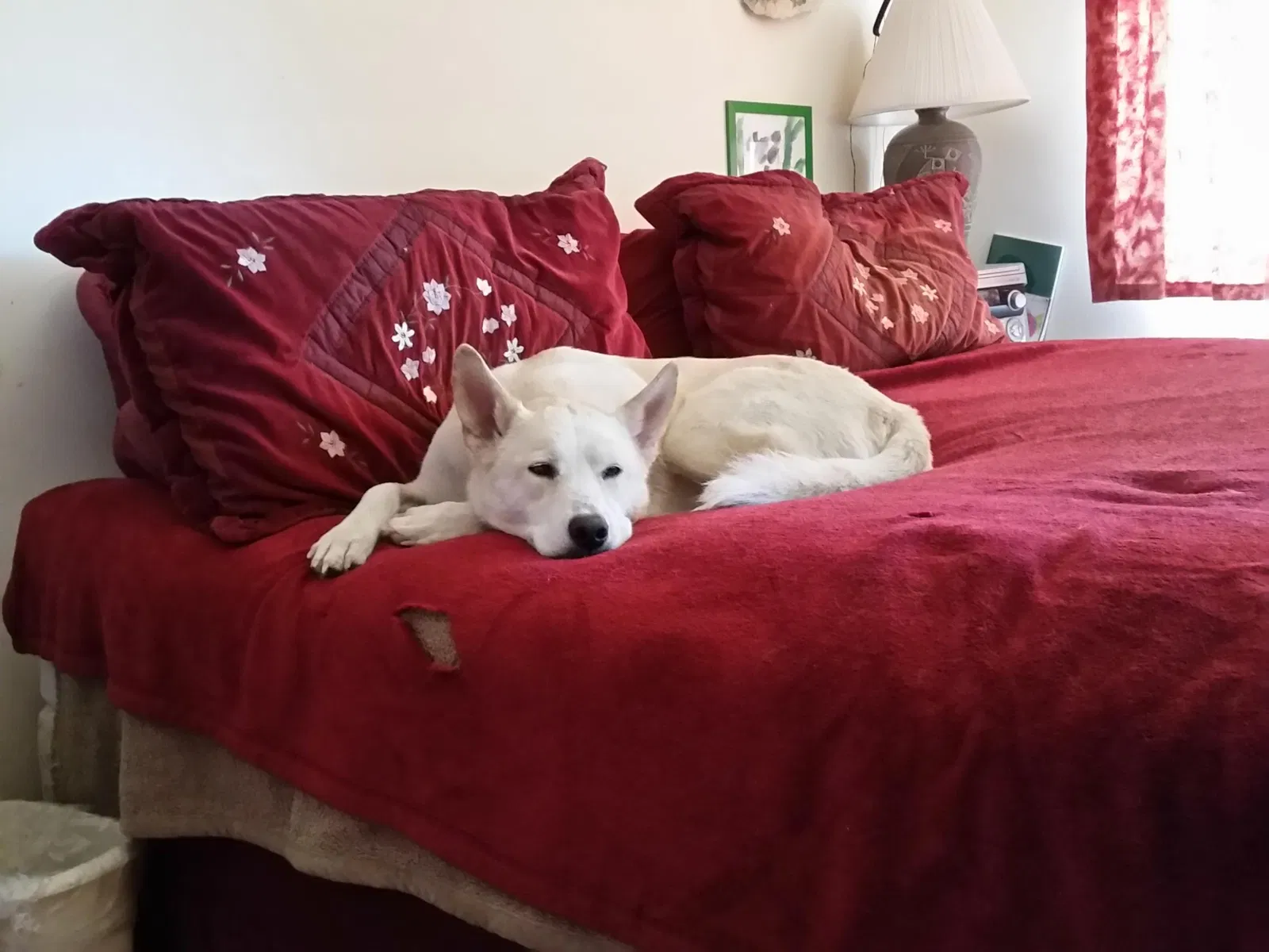 Lost dog in Tucson, AZ, 85710