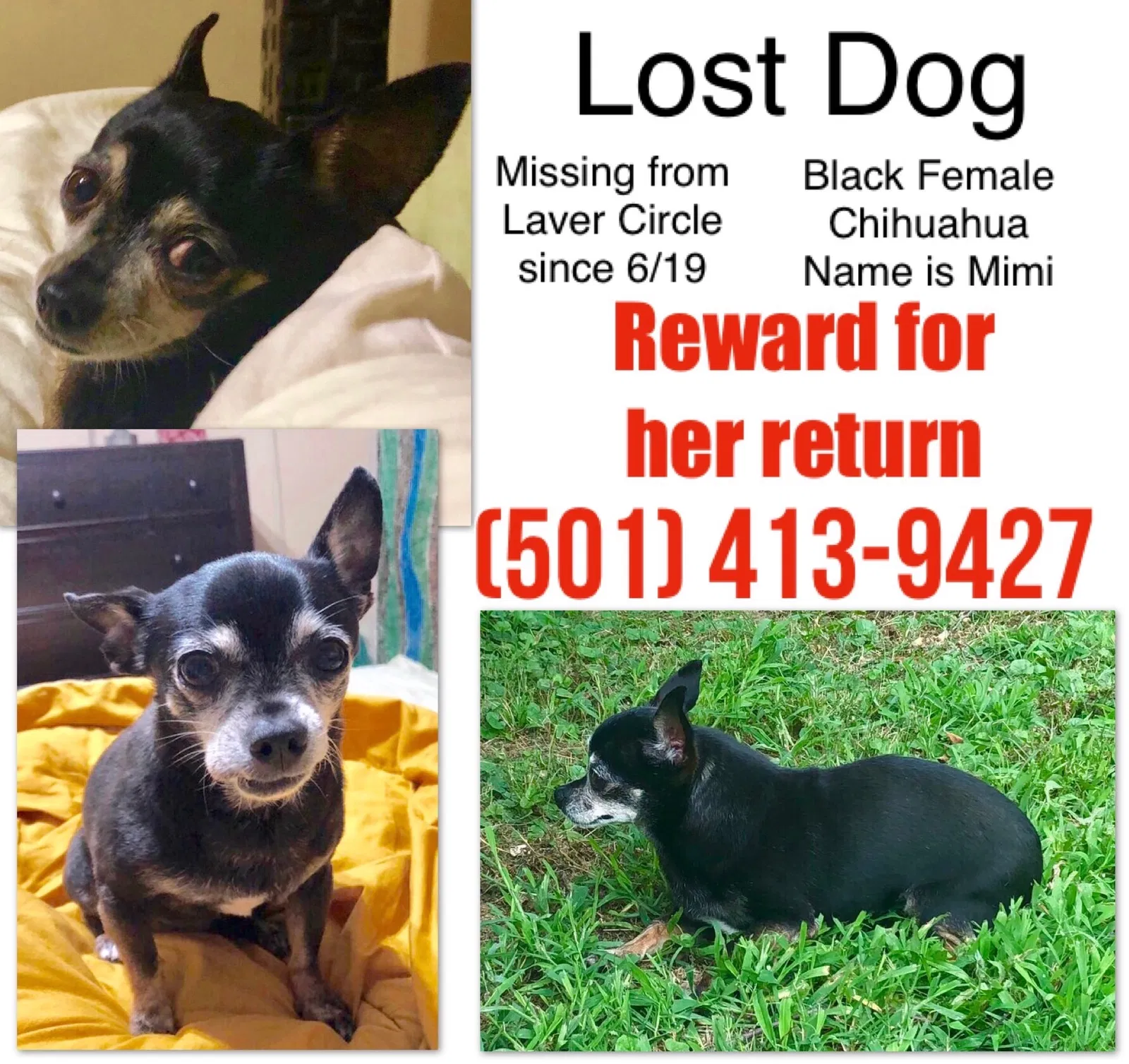 Lost dog in Little Rock, AR, 72210