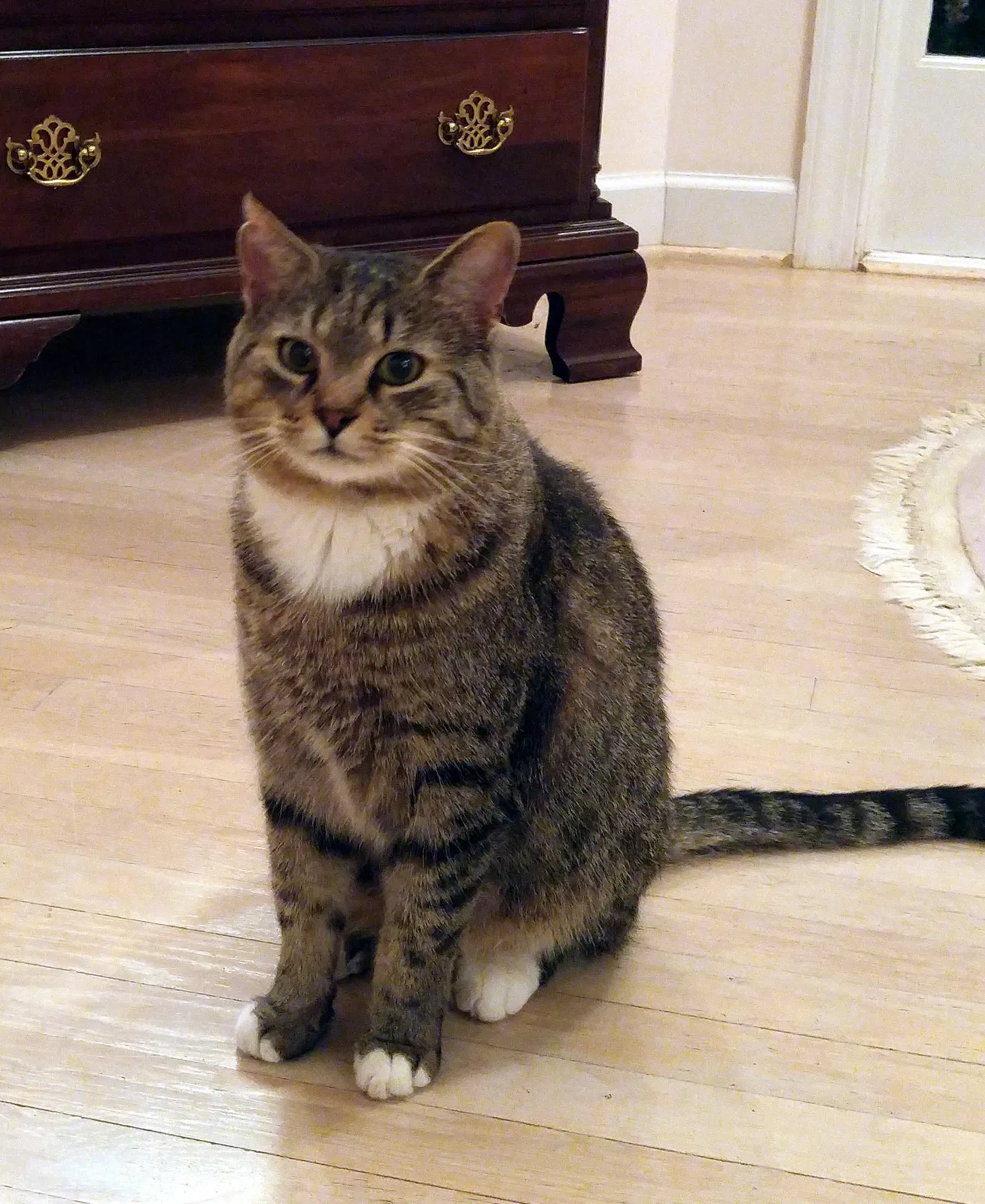 Lost cat in Greensboro, NC, 27410