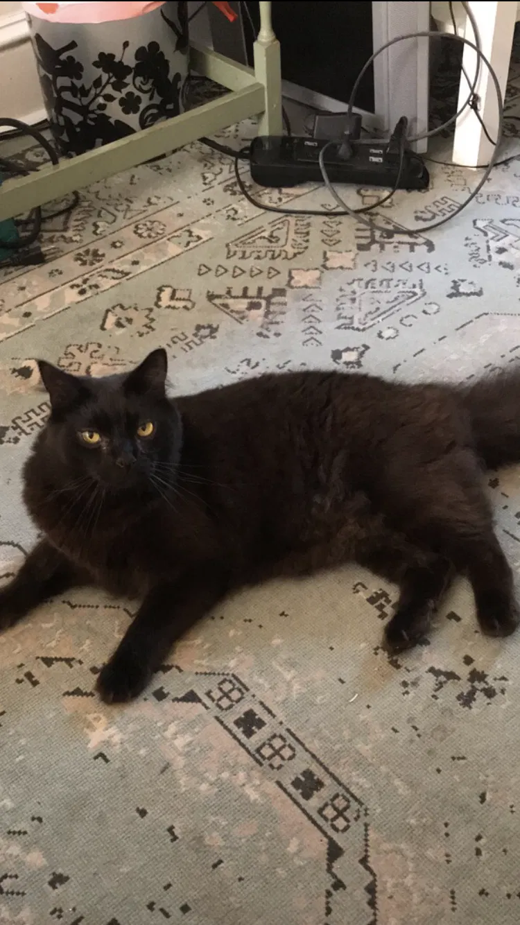 Lost cat in Philadelphia, PA, 19134