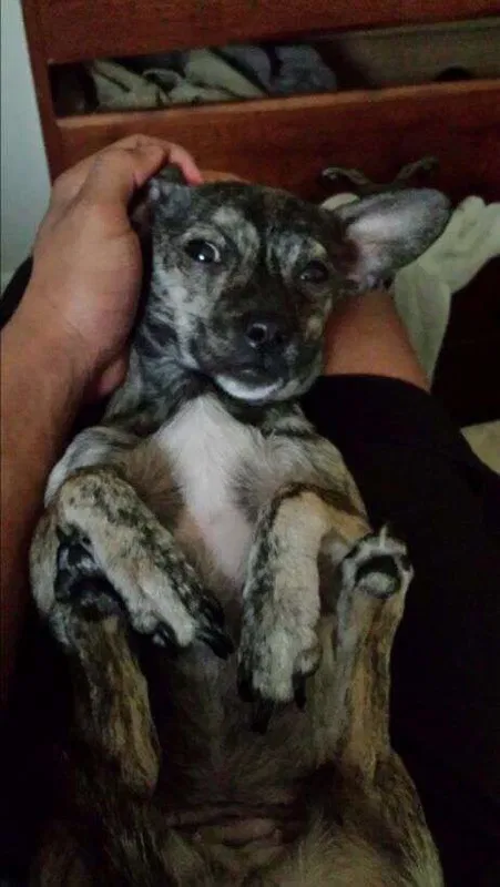 Lost dog in Thomasville, NC, 27360