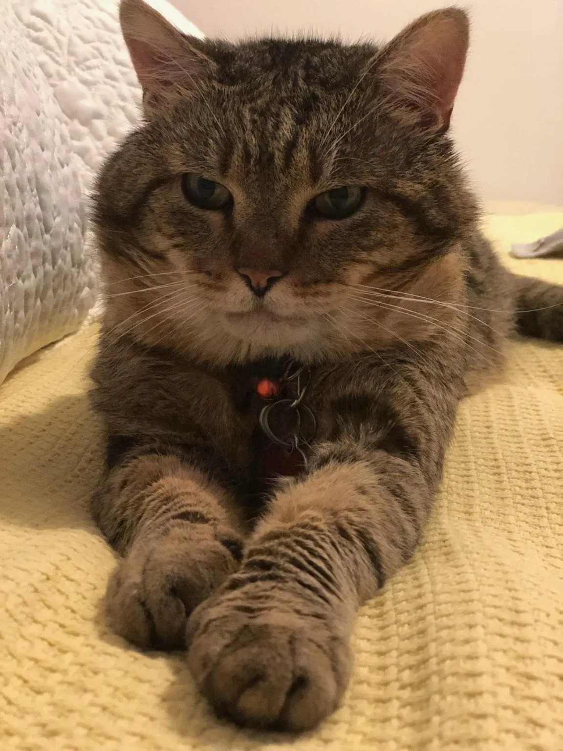 Lost cat in Maspeth, NY, 11378