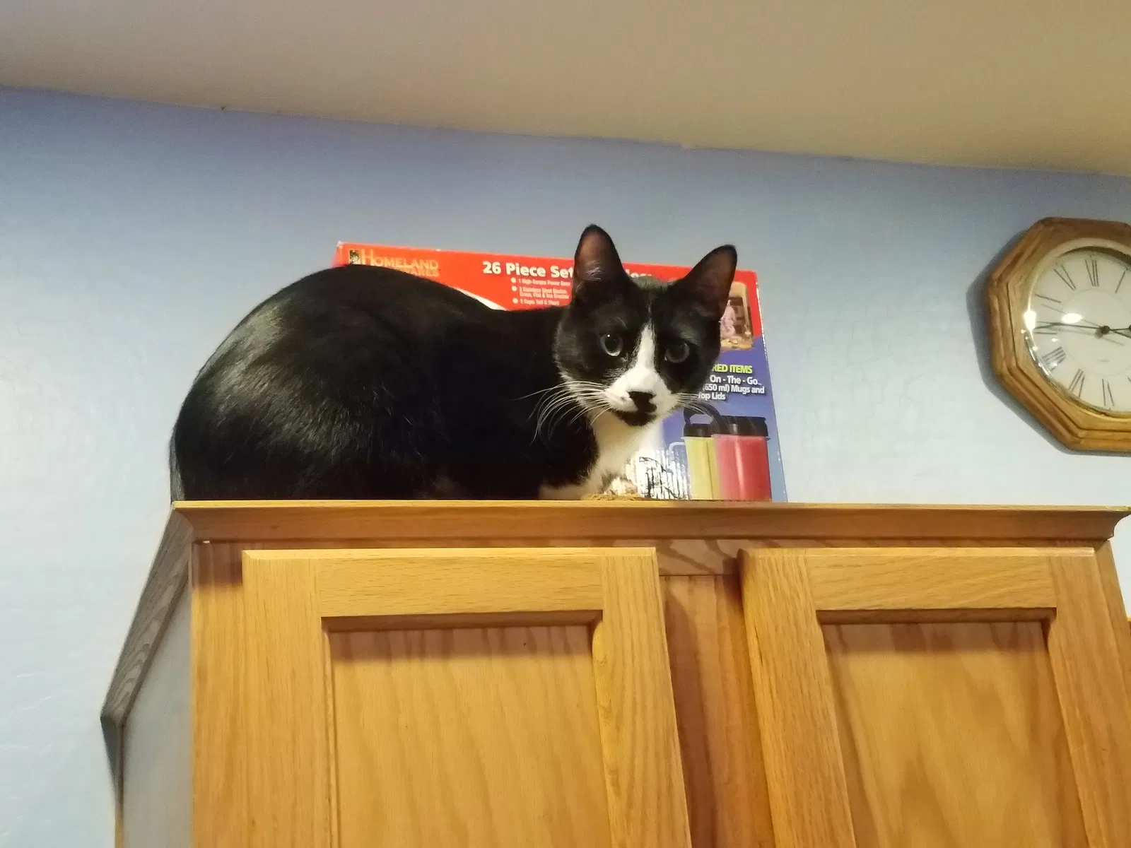 Lost cat in Litchfield Park, AZ, 85340