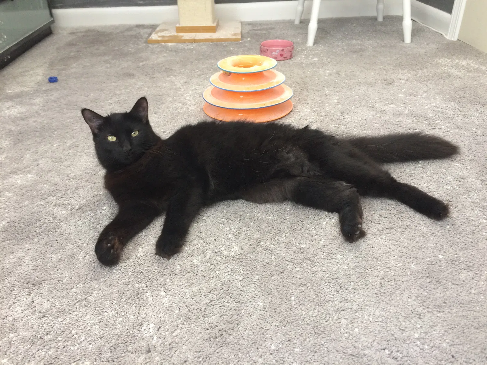 Lost cat in Cumming, GA, 30041